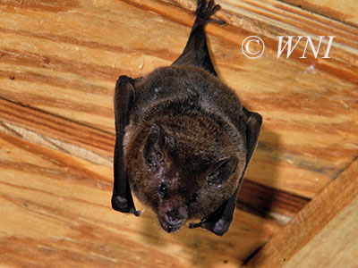 Glossophaga soricina, Pallas's Long-tongued Bat, Phyllostomidae
